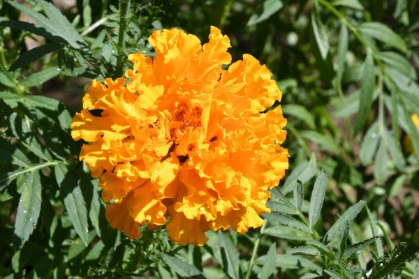 Goudsbloemen Fluwelen Bloemen Goudsbloemen Latijn Tagetes Regen Een Zomertuin — Stockfoto