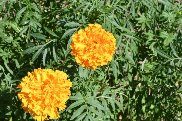 Цветы Маригольда Бархатцы Маригольды Лат Тагеты После Дождя Летнем Саду — стоковое фото