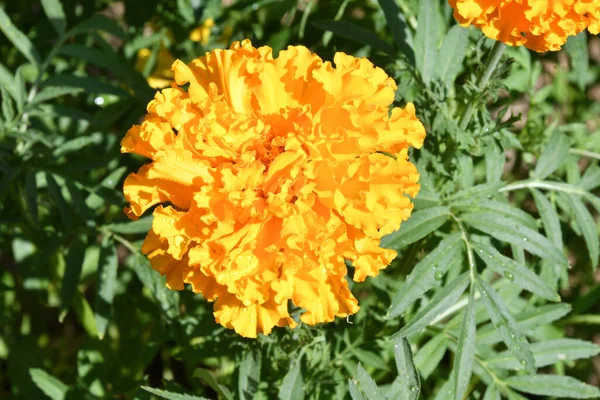 Ringelblumen Oder Samt Oder Ringelblumen Lat Tagetes Nach Regen Sommergarten — Stockfoto