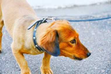 Dachshund köpeği yaz günü yürüyüşe çıktı. 
