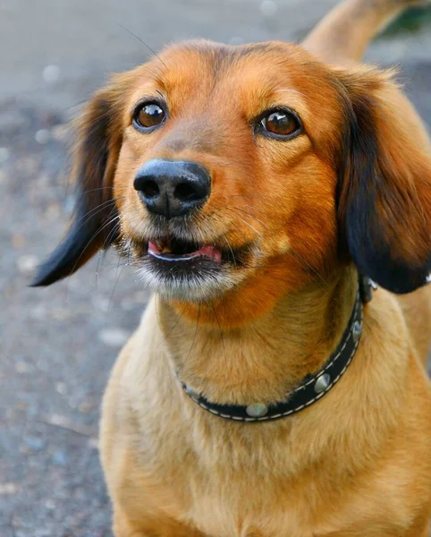 夏の日に散歩中のダックスフンド犬 — ストック写真