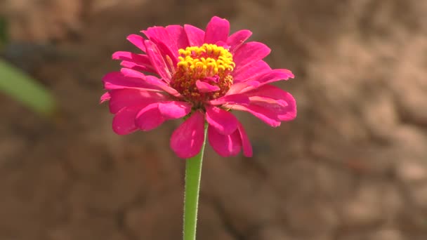 拉丁文 Zinnia Flower 在夏日的花园里 — 图库视频影像