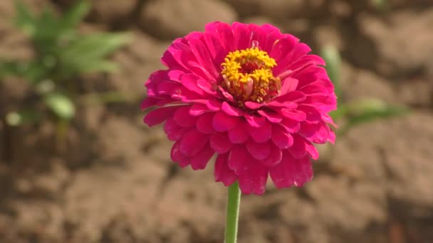 Zinnia Blomma Latin Zinnia Sommarträdgården — Stockvideo