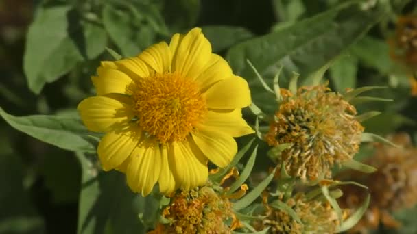 Yellow Flower Heliopsis Latin Heliopsis Blooms Summer Garden — Stock Video