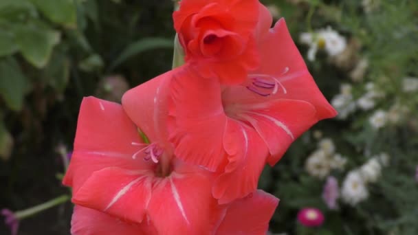 Gladiolus Communis Latin Gladiolus Communis Blooms Pink Summer Garden — Stock Video