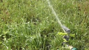 Sıcak bir yaz gününde otomatik çim sulama 
