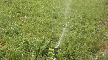Sıcak bir yaz gününde otomatik çim sulama 