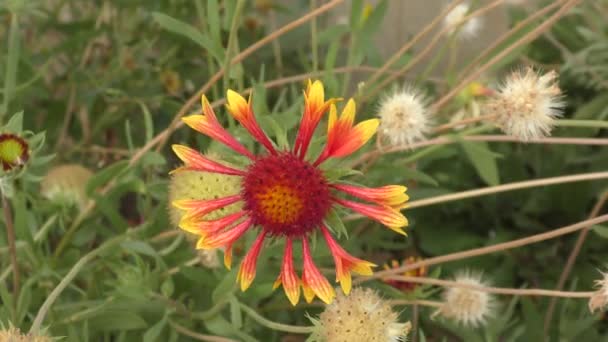 Λουλούδι Gaillardia Gaillardia Λατινικά Gaillardia Μετά Την Βροχή Ανθίζει Στον — Αρχείο Βίντεο