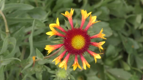 Bloem Gaillardia Gailardia Latijn Gaillardia Regen Bloeit Zomertuin — Stockvideo