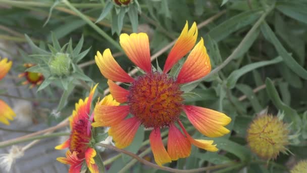 Bloem Gaillardia Gailardia Latijn Gaillardia Regen Bloeit Zomertuin — Stockvideo