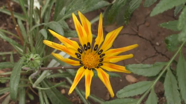 Bloemen Gazania Gatsania Latijn Gazania Gele Bloemen Zomertuin — Stockvideo