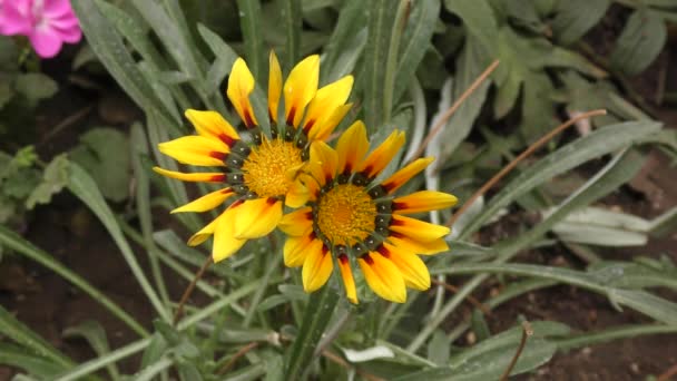 Gazania Çiçeği Veya Gatsania Latince Gazania Sarı Çiçekler Yaz Bahçesinde — Stok video