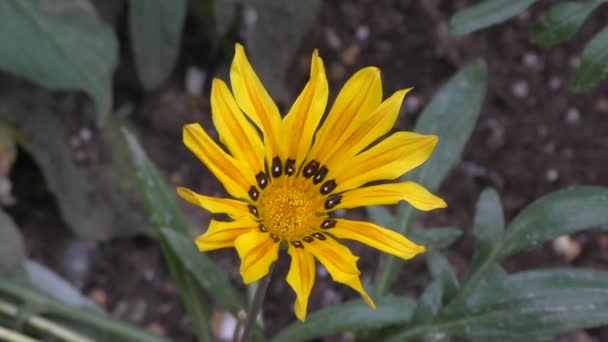 Gazania Çiçeği Veya Gatsania Latince Gazania Sarı Çiçekler Yaz Bahçesinde — Stok video