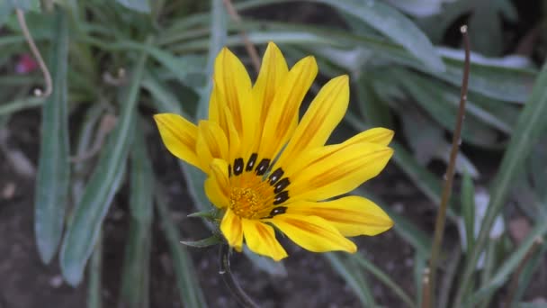 Gazania Çiçeği Veya Gatsania Latince Gazania Sarı Çiçekler Yaz Bahçesinde — Stok video