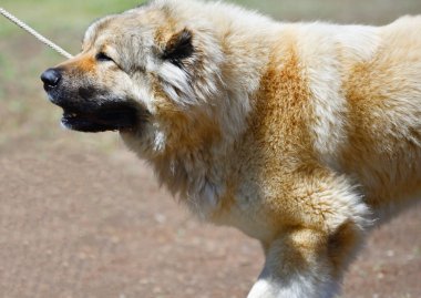 Kafkas Çoban Köpeği yaz günü yürüyüşe çıktı. 