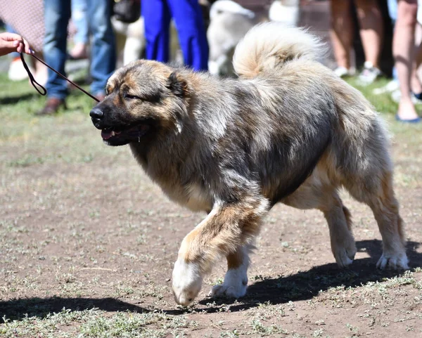 Kaukasische Herder Hond Een Wandeling Een Zomerdag — Stockfoto