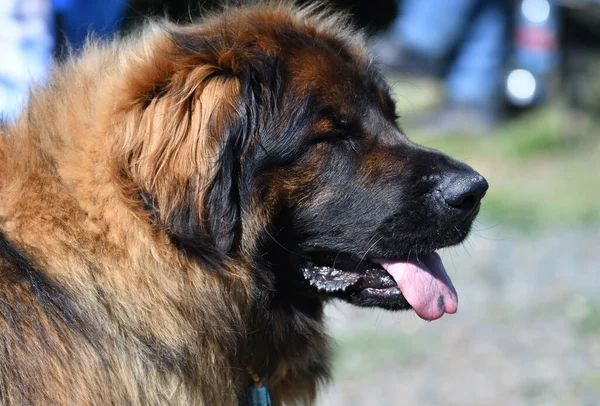 Kaukasische Herder Hond Een Wandeling Een Zomerdag — Stockfoto
