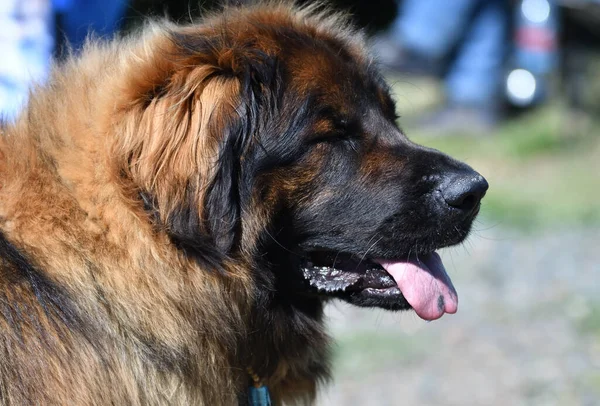 Cão Pastor Caucasiano Passeio Dia Verão — Fotografia de Stock