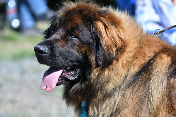 Vit Shepherd Dog Promenad Sommardag — Stockfoto