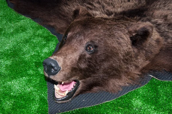 The head of the brown bear — Stock Photo, Image