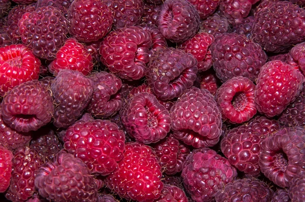 Berry raspberries — Stock Photo, Image
