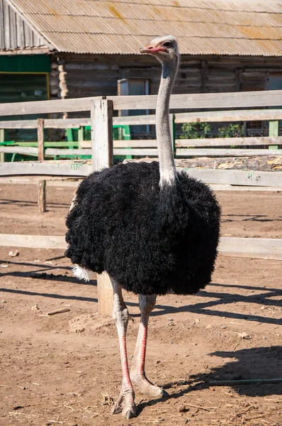 Африканский страус — стоковое фото