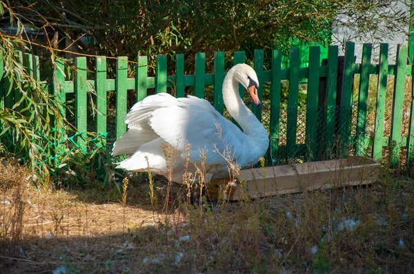 Swan white — Stock Photo, Image