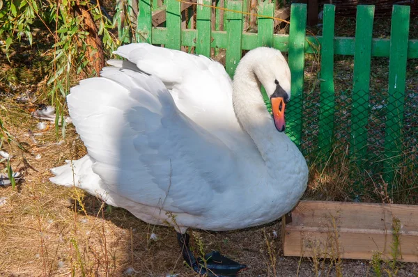 Swan white — Stock Photo, Image