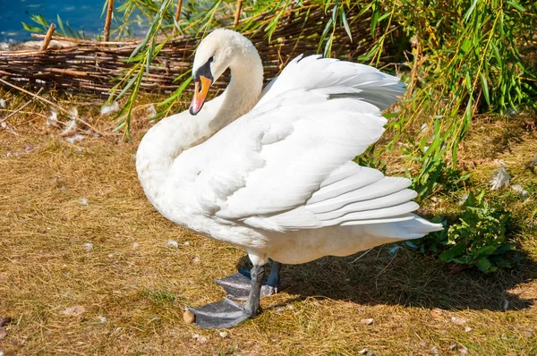 Swan white — Stock Photo, Image