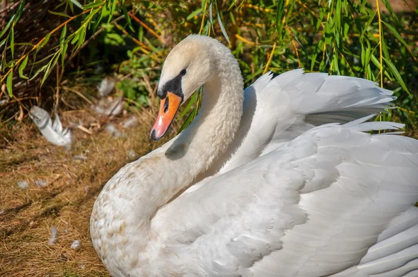 Swan white — Stock Photo, Image