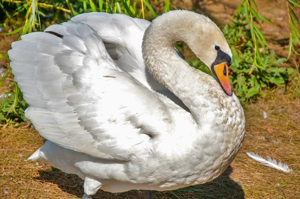 Swan white — Stock Photo, Image