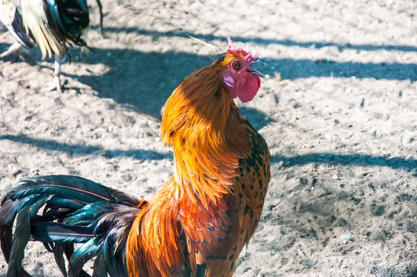 Decorative rooster — Stock Photo, Image