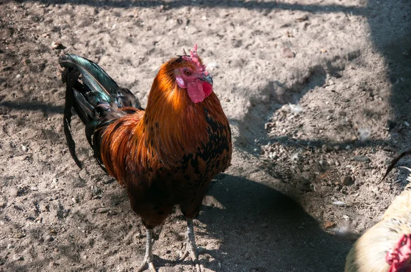 Decorative rooster — Stock Photo, Image