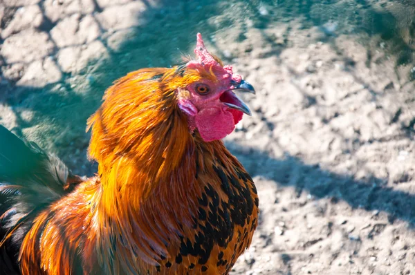 Decorative rooster — Stock Photo, Image