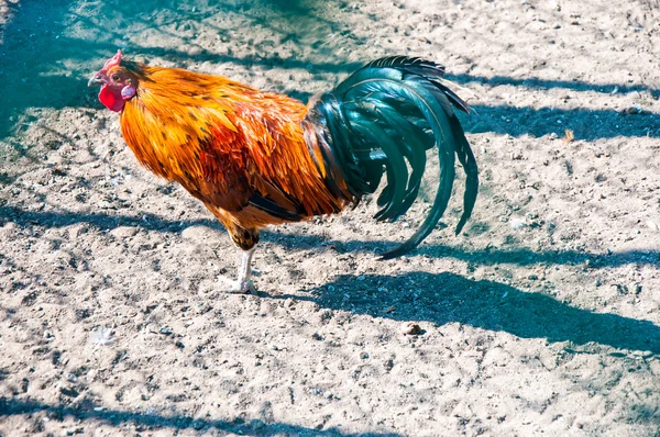 Decorative rooster — Stock Photo, Image