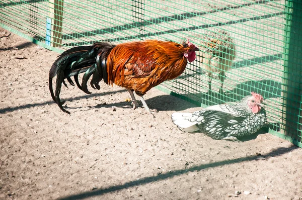 Decorative rooster, — Stock Photo, Image