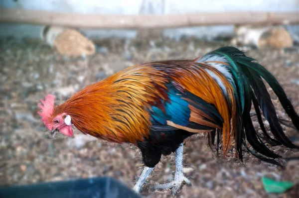 Decorative rooster, — Stock Photo, Image