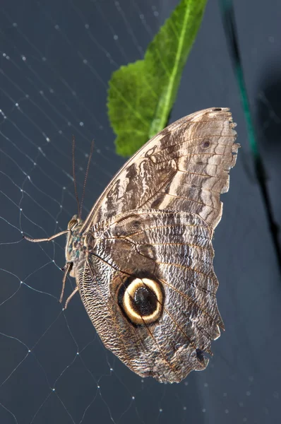 Farfalla Papilio , — Foto Stock