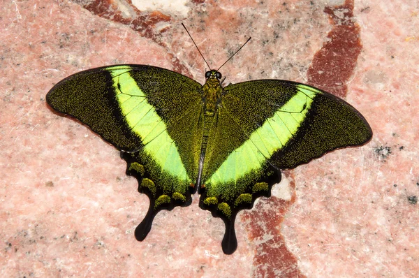 Schmetterlingspapilio, — Stockfoto