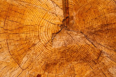 ahşap veya ahşap testere