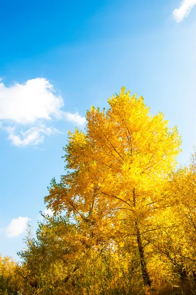 Alberi di autunno — Foto Stock