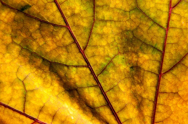 Laubstruktur im Herbst — Stockfoto