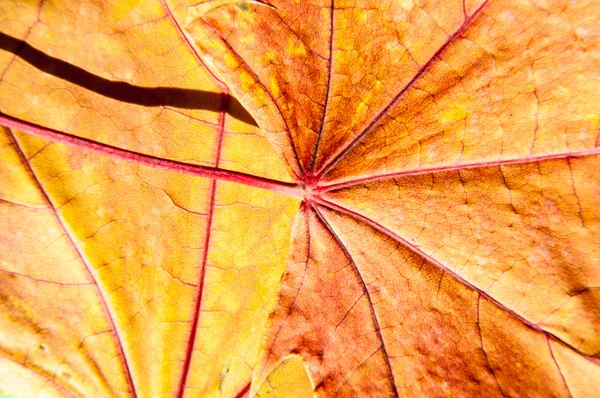 Textura de hoja de otoño — Foto de Stock