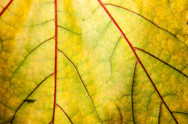 Laubstruktur im Herbst — Stockfoto