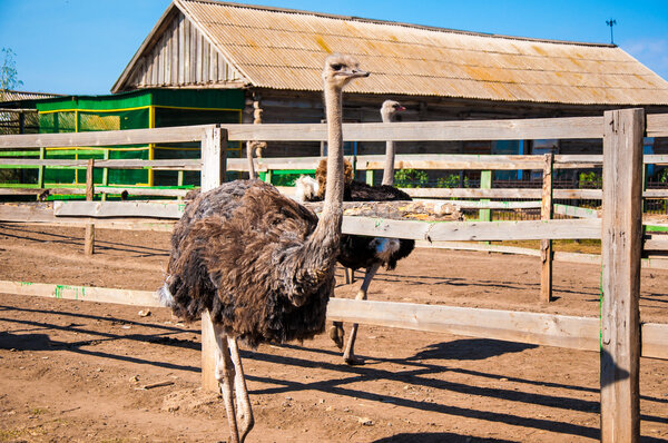 Black African ostrich