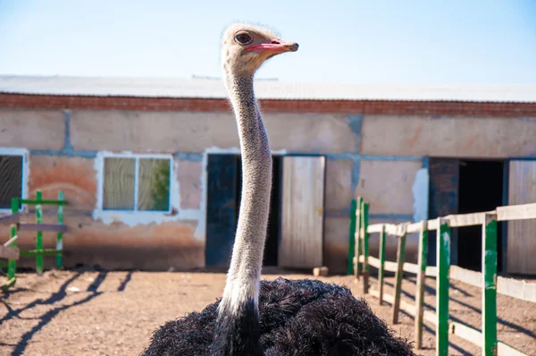 Черноафриканский страус — стоковое фото