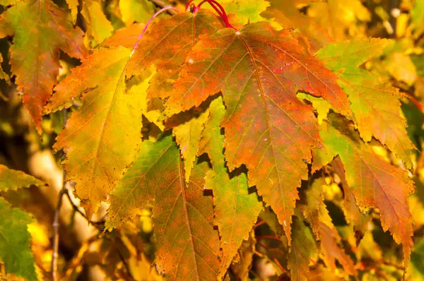 Autumn leaf. — Stock Photo, Image