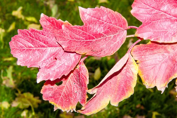 Autumn leaf. — Stock Photo, Image