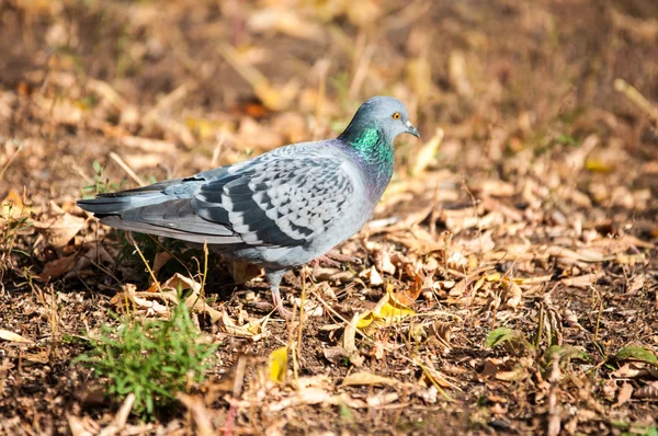 Rock Pigeon — Zdjęcie stockowe