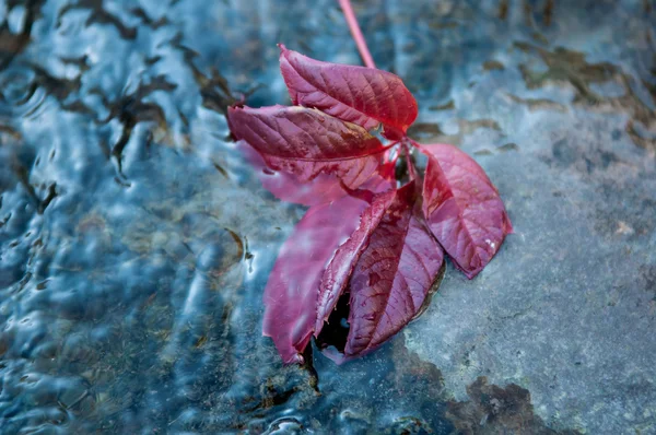 Suda sonbahar yaprağı — Stok fotoğraf